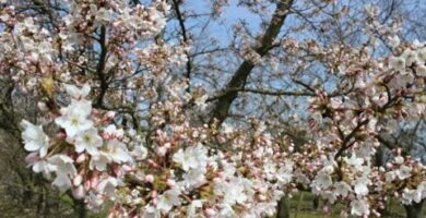 Equinoccio de Primavera: Bienvenida a la nueva temporada en el Hemisferio Norte